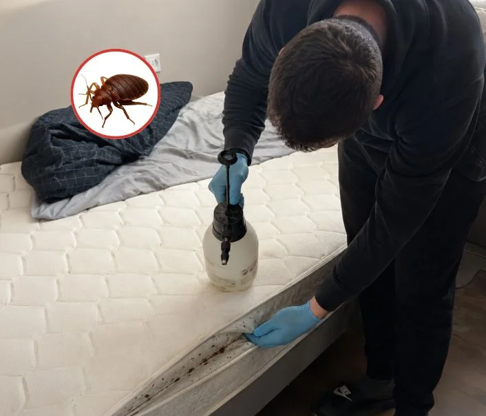 Technicien traitant un matelas contre les punaises de lit à Parmain